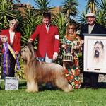 Am Can Ch Deja Vu In Like Flynn CD PT winning his second National specialty-this is the first he won from the veteran's class. He won a total of 4 Nationals, 3 were from the veteran dog class and the last one was when he was 11 years old. 