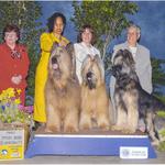 Flynn, Sassy, Udo  stud dog. Flynn winning the stud dog class at Atlantic States Briard Club specialty with Sassy and Udo as his get under judge Cindy Meyer.