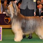 Udo Best of Breed at Westminster