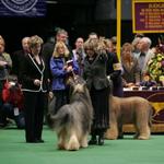 Udo winning the breed at Westminster