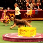 side gait in the group ring at Westminster