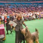 Udo winning Best of Breed at Westminster